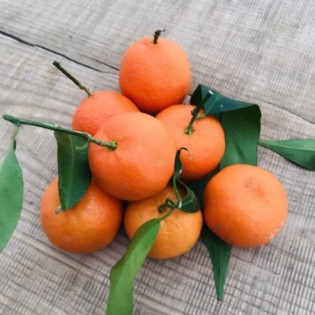 Clementine Portugal Bio