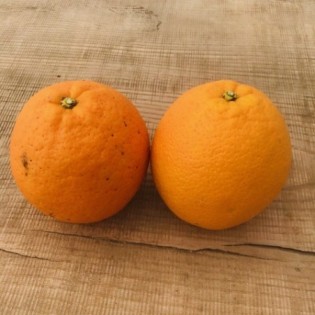 Oranges Bio